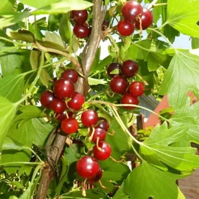 Смородина золотистая ВИШНЕВАЯ  Смородина золотистая ВИШНЕВАЯ в Белгороде