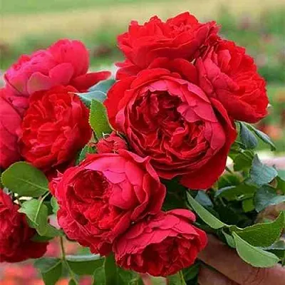 Саженцы роз ФЛОРЕНТИНА плетистая  Саженцы роз ФЛОРЕНТИНА плетистая в Белгороде