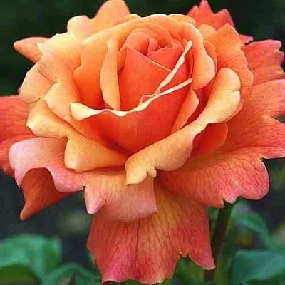 Саженцы роз ИЗИ ДАЗ ИТ флорибунда в Белгороде