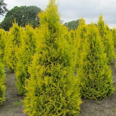 Туя САНКИСТ западная  Туя САНКИСТ западная в Белгороде
