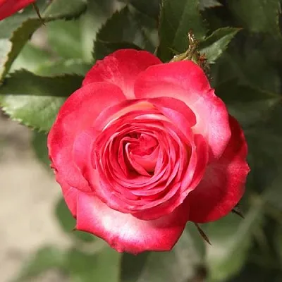 Саженцы роз САФИНА спрей в Белгороде