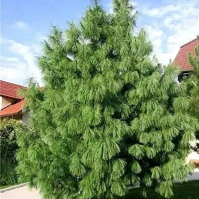 Сосна гриффита  Сосна гриффита в Белгороде