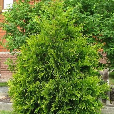 Туя АНЯ (АНИЕ) западная  Туя АНЯ (АНИЕ) западная в Белгороде