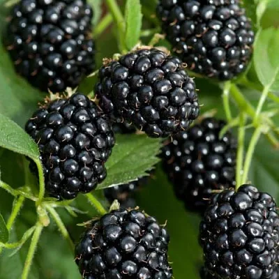 Ежевика АГАВАМ  Ежевика АГАВАМ в Белгороде