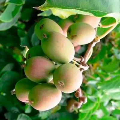 Актинидия ГИБРИДНАЯ КОЛБАСИНОЙ — описание сорта Актинидия ГИБРИДНАЯ КОЛБАСИНОЙ в Белгороде