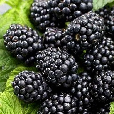 Ежевика БЖЕЗИНА бесшипная  Ежевика БЖЕЗИНА бесшипная в Белгороде