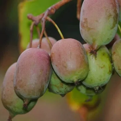 Актинидия ГИБРИДНАЯ КОЛБАСИНОЙ — описание сорта Актинидия ГИБРИДНАЯ КОЛБАСИНОЙ в Белгороде