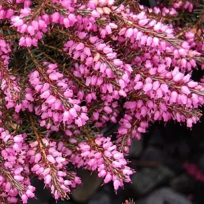 Эрика СТИНКЕ дарленская  Эрика СТИНКЕ дарленская в Белгороде