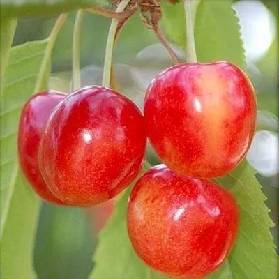 Черешня МЕДУНИЦА в Белгороде