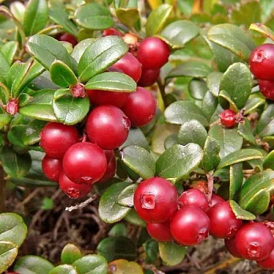 Брусника садовая АМЕРЛАНД в Белгороде