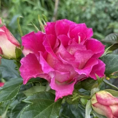 Саженцы роз БРЕРА флорибунда в Белгороде