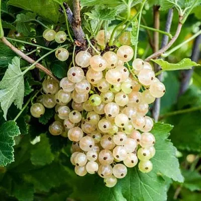 Смородина белая БЕЛАЯ ПОТАПЕНКО  Смородина белая БЕЛАЯ ПОТАПЕНКО в Белгороде