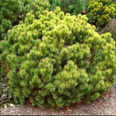 Ель ДАНС ДВАРФ обыкновення  Ель ДАНС ДВАРФ обыкновення в Белгороде