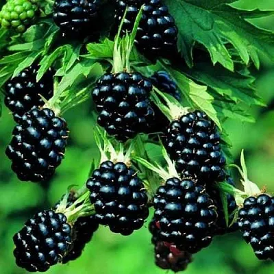 Ежевика КИТАНИНИ бесшипная  Ежевика КИТАНИНИ бесшипная в Белгороде