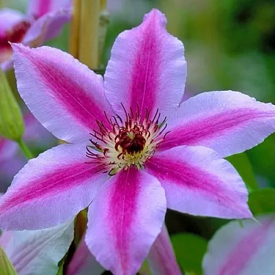 Клематис НЕЛЛИ МОЗЕР  Клематис НЕЛЛИ МОЗЕР в Белгороде