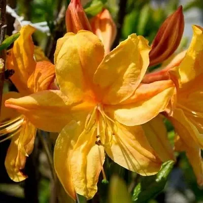 Азалия ГОЛДЕН ЛАЙТС листопадная  Азалия ГОЛДЕН ЛАЙТС листопадная в Белгороде