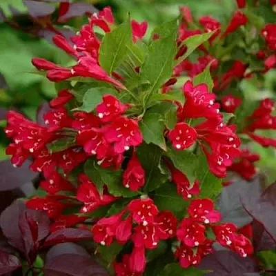 Вейгела РЕД ПРИНЦ  Вейгела РЕД ПРИНЦ в Белгороде