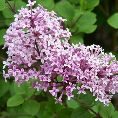 Сирень ПАЛИБИН   Сирень ПАЛИБИН  в Белгороде