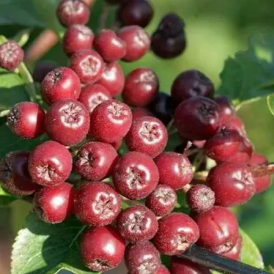 Рябина БУРКА сладкоплодная в Белгороде