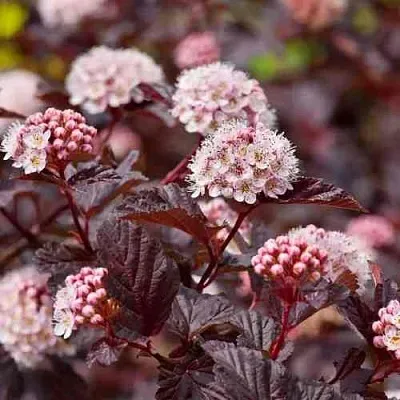 Пузыреплодник АНДРЕ   Пузыреплодник АНДРЕ  в Белгороде
