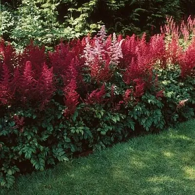 Астильба ГРАНАТ Арендса  Астильба ГРАНАТ Арендса в Белгороде