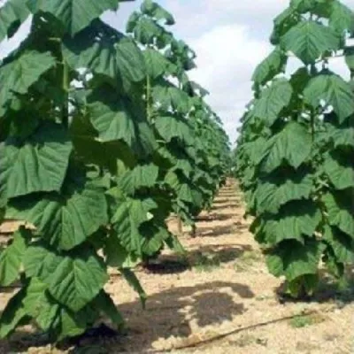 Павлония ПАО ТОГН Z07 в Белгороде