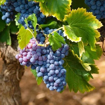 Виноград ЗИЛГА  Виноград ЗИЛГА в Белгороде