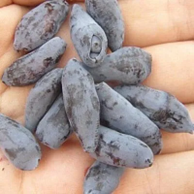 Жимолость съедобная ЧУЛЫМСКАЯ в Белгороде