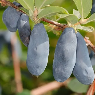 Жимолость съедобная СИНИЙ УТЕС в Белгороде