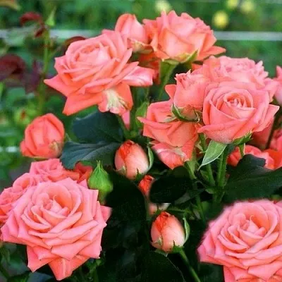 Саженцы роз БАРБАДОС спрей в Белгороде