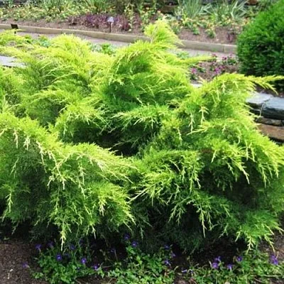 Можжевельник ГОЛД КОСТ средний  Можжевельник ГОЛД КОСТ средний в Белгороде