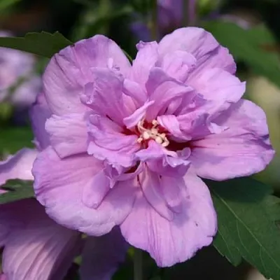 Гибискус АРДЕНС сирийский  Гибискус АРДЕНС сирийский в Белгороде