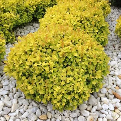 Барбарис БОНАНЗА ГОЛД тунберга в Белгороде