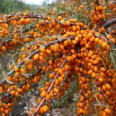 Облепиха ПЕРЧИК — описание сорта Облепиха ПЕРЧИК в Белгороде