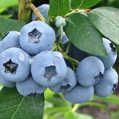 Голубика БЛЮЭТТА  Голубика БЛЮЭТТА в Белгороде