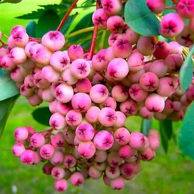 Рябина ПИНК сладкоплодная  Рябина ПИНК сладкоплодная в Белгороде