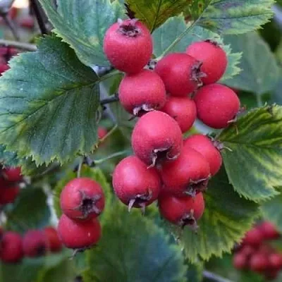 Боярышник АРНОЛЬДА в Белгороде