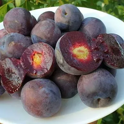Сливово-вишневый гибрид МЕЙНОР  Сливово-вишневый гибрид МЕЙНОР в Белгороде