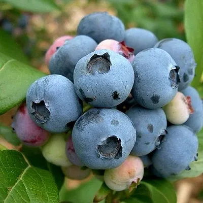 Голубика КОЛЛИНЗ  Голубика КОЛЛИНЗ в Белгороде