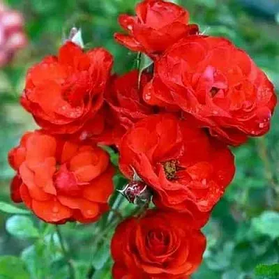 Саженцы роз ФАЙЕР КИНГ спрей в Белгороде