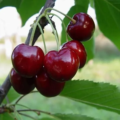 Черешня СТЕЛЛА  Черешня СТЕЛЛА в Белгороде