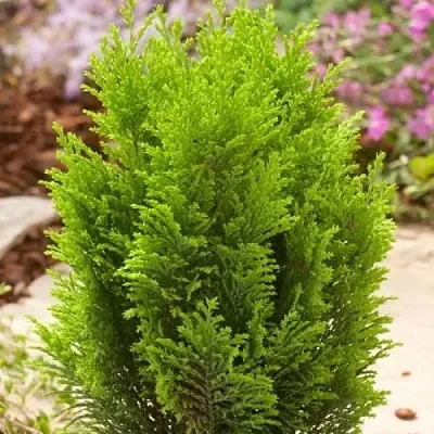 Кипарисовик ЭЛВУДИ ГОЛД лавсона  Кипарисовик ЭЛВУДИ ГОЛД лавсона в Белгороде