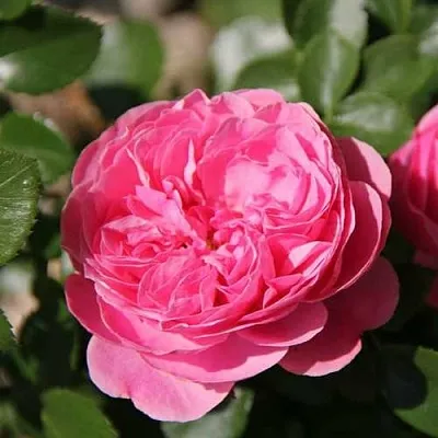 Саженцы роз ЛЕОНАРДО ДА ВИНЧИ флорибунда в Белгороде