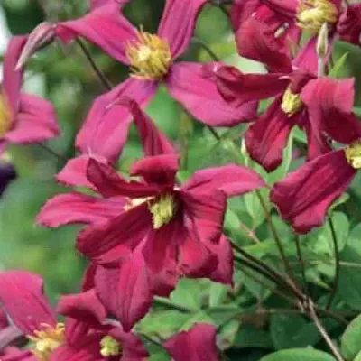 Клематис СТРОУБЕРРИ ФИЛДС  Клематис СТРОУБЕРРИ ФИЛДС в Белгороде