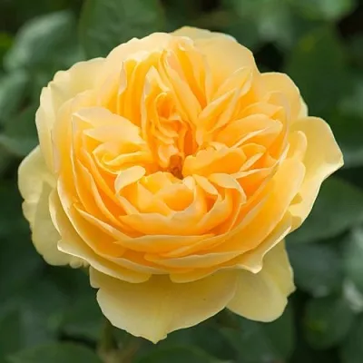 Саженцы роз ГРЕХАМ ТОМАС английская  Саженцы роз ГРЕХАМ ТОМАС английская в Белгороде