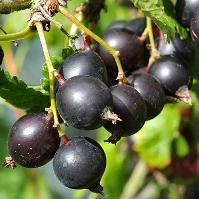 Йошта ДЖОСТАБЕРРИ  Йошта ДЖОСТАБЕРРИ в Белгороде