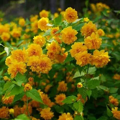 Керрия японская ПЛЕНИФЛОРА  Керрия японская ПЛЕНИФЛОРА в Белгороде