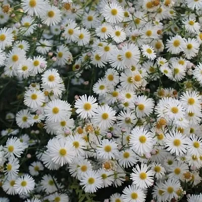 Болтония СНОУБЭНК  Болтония СНОУБЭНК в Белгороде