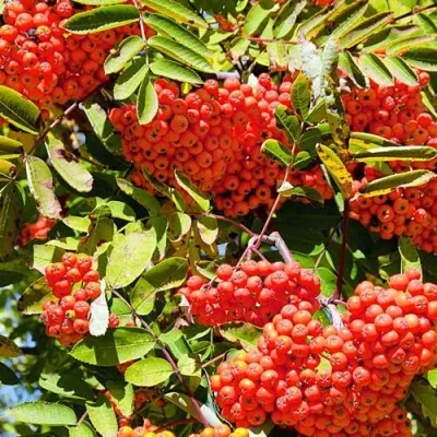 Рябина СОРБИНКА сладкоплодная в Белгороде