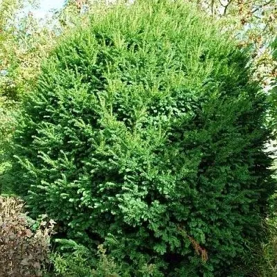 Тис РЕПАНДЕНС ягодный  Тис РЕПАНДЕНС ягодный в Белгороде